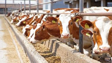 Hệ thống giám sát nhiệt độ dựa trên AI để quản lý sức khỏe vật nuôi trong lĩnh vực sản xuất sữa